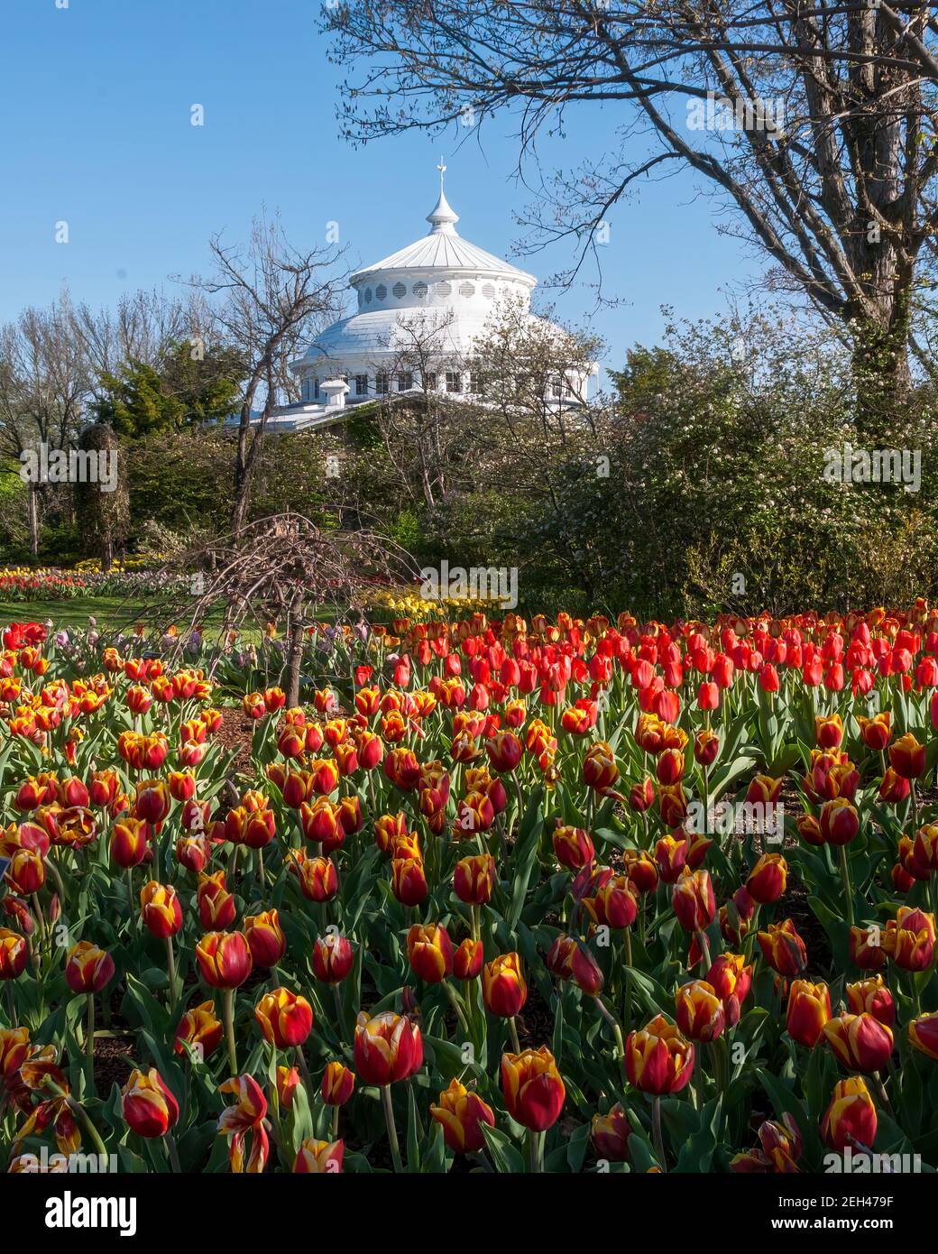 A view of the tulips and elephant house Cincinnati Zoo & Botanical Gardens- Zoo Blooms 2007 Stock Photo