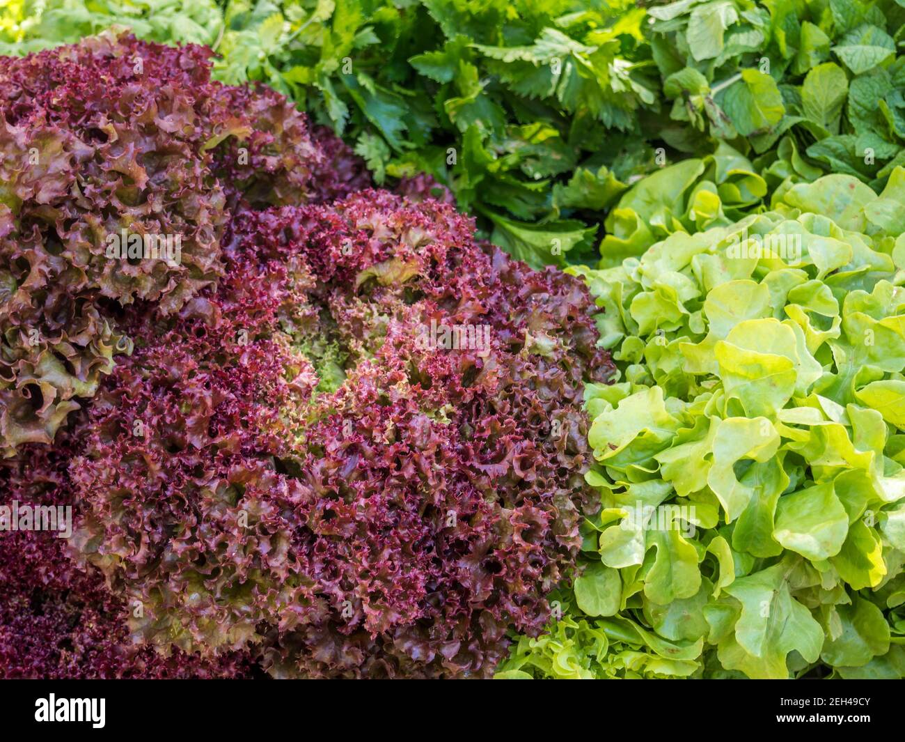 salad Lollo Rosso in a field Stock Photo