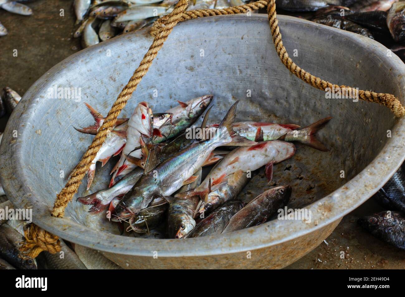 marine catfish sale in indian fish market marine catfish culture Stock