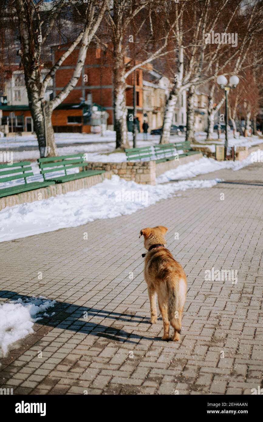 Walking the dog on pavement hires stock photography and images Alamy
