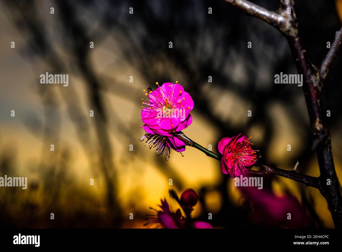 Plum blossoms at sunset Stock Photo