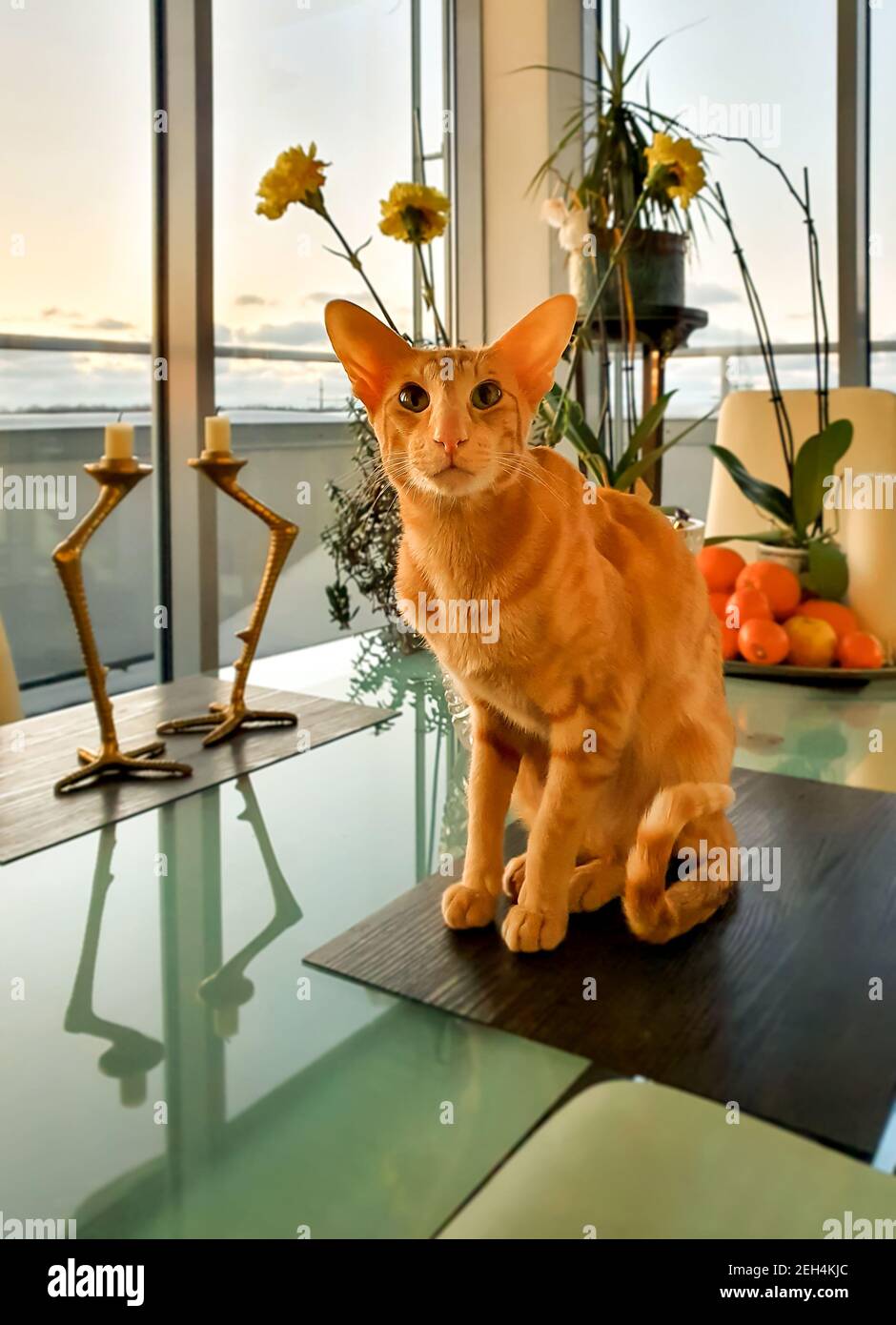 Oriental Red Cat sitting on the table in front of the window. Stock Photo