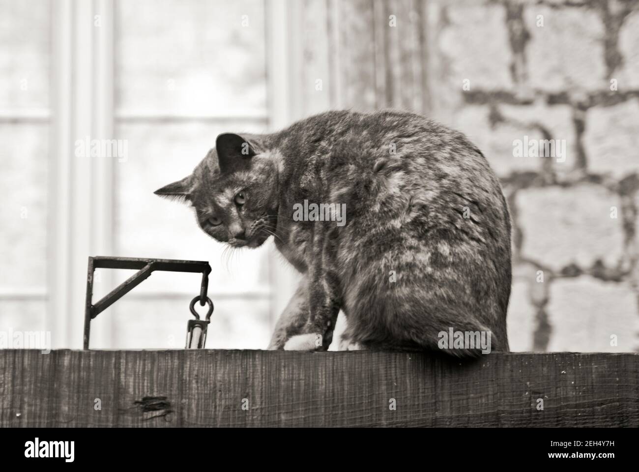 Cat over a guillotine. Dubrovnik, Croatia Stock Photo