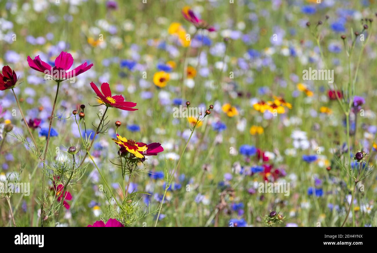 Colourful wild flowers blooming in the grass outside Savill Garden, Egham, Surrey, UK. Stock Photo