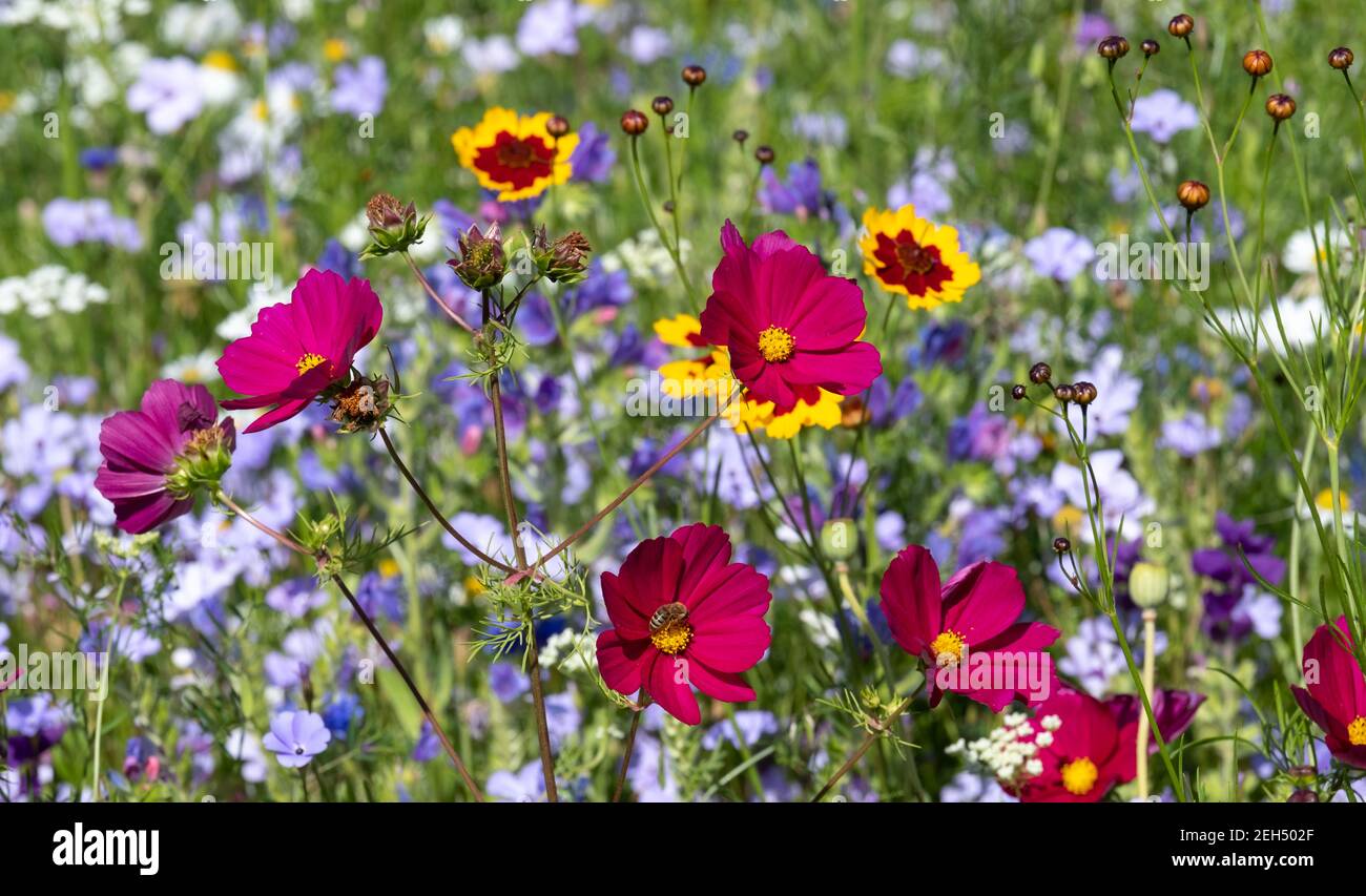 Colourful wild flowers blooming in the grass outside Savill Garden, Egham, Surrey, UK. Stock Photo