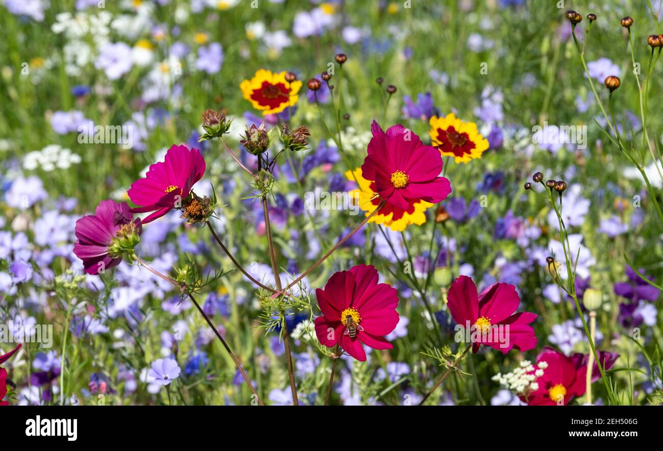 Colourful wild flowers blooming in the grass outside Savill Garden, Egham, Surrey, UK. Stock Photo