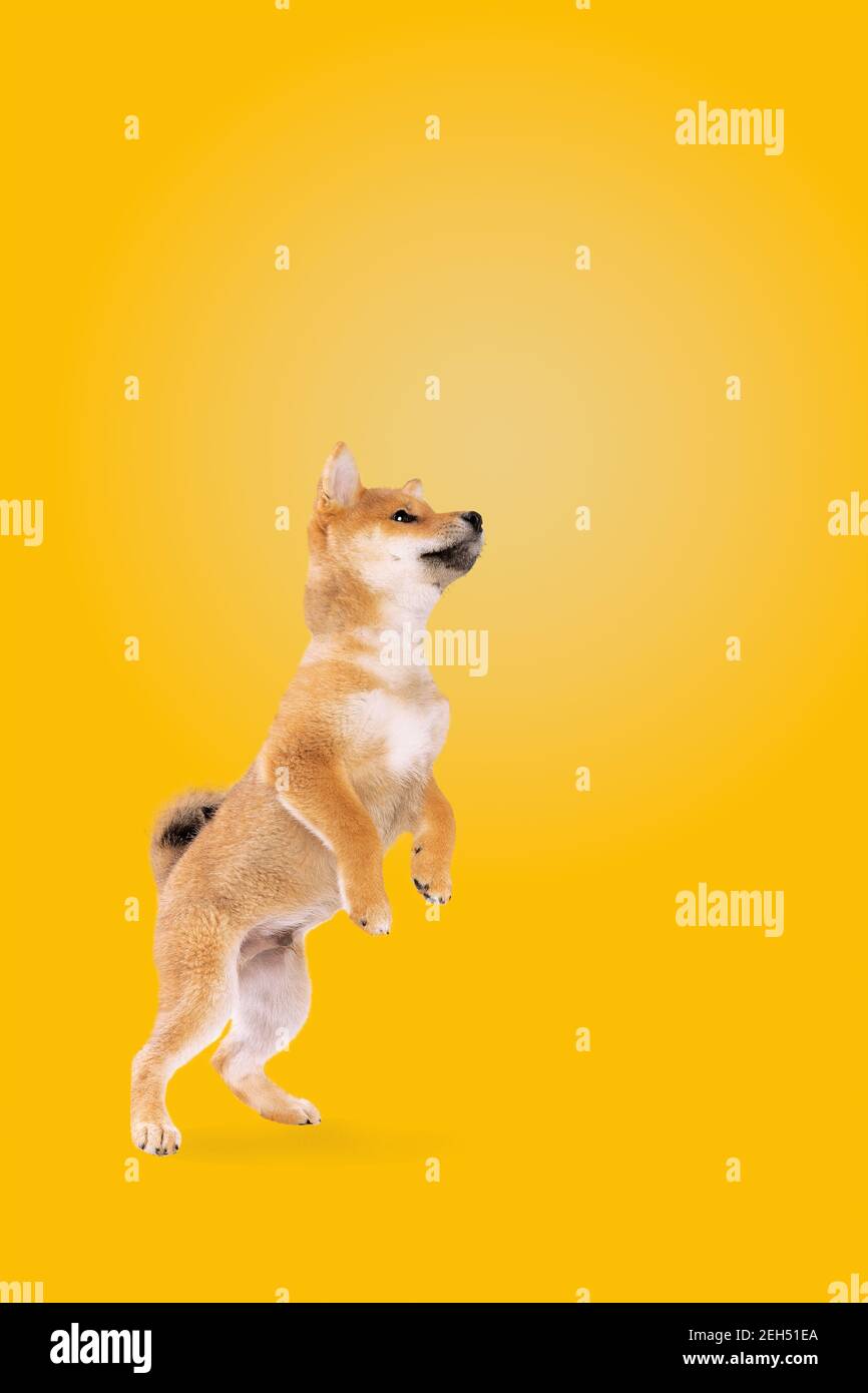 jumping shiba inu puppy dog in front of yellow background Stock Photo