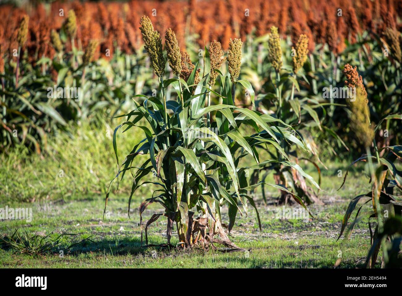 Saltwater intrusion salt damaged near Chesapeake Bay Stock Photo Alamy