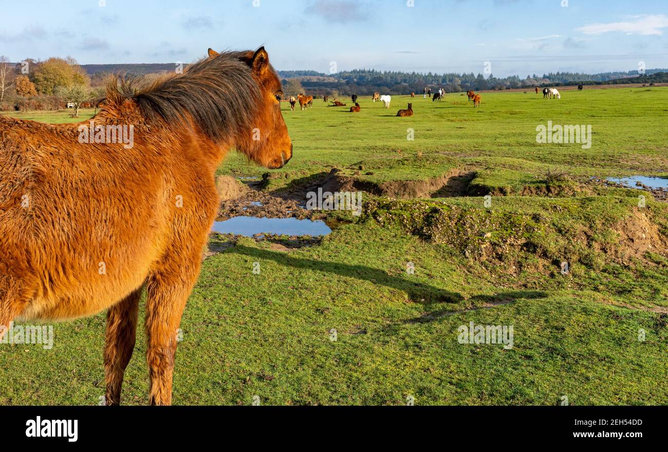 A pony watches over other ponies and cows whilst a family enjoys a walk amongst them in the winter sunshine in the New Forest Stock Photo