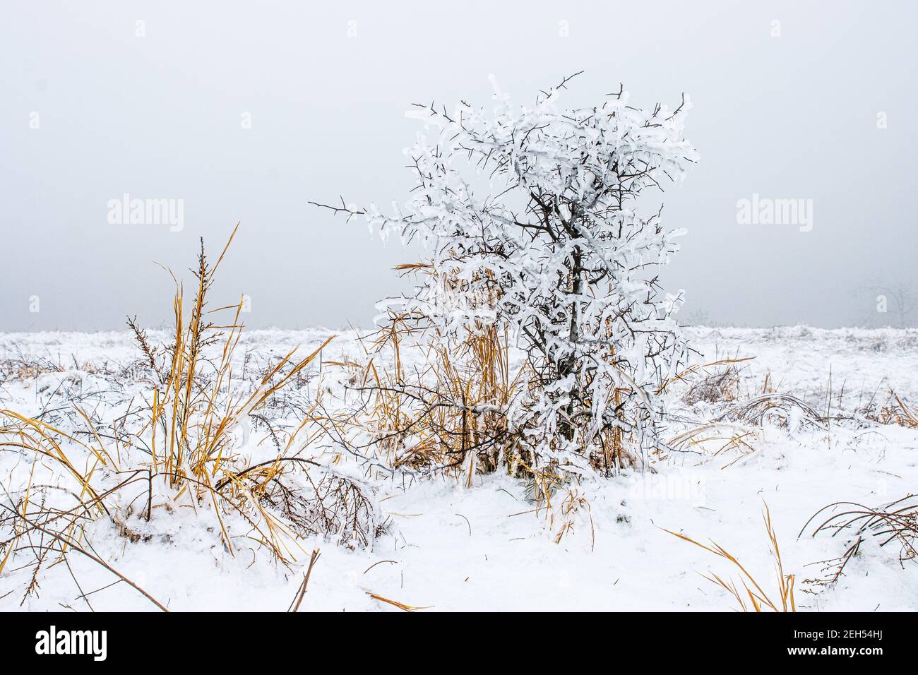 A small shrub is covered in ice. Stock Photo