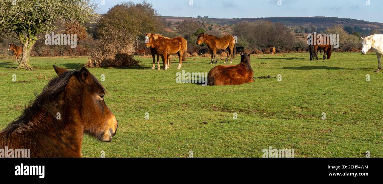 A cluster of ponies roaming free in the New Forest Stock Photo