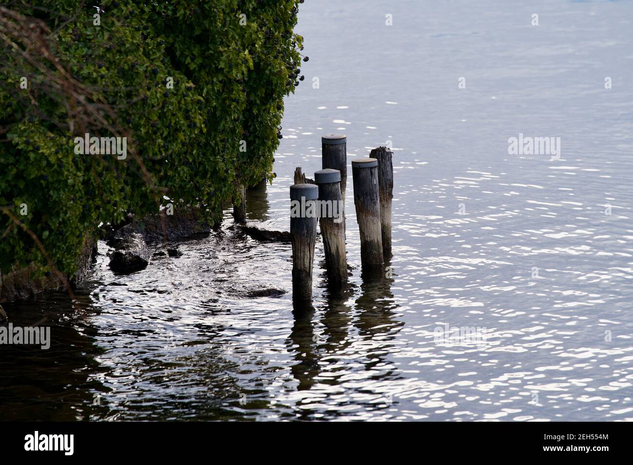 Border of lake of Zurich with wooden poles for fixation of boats ans ships. Stock Photo