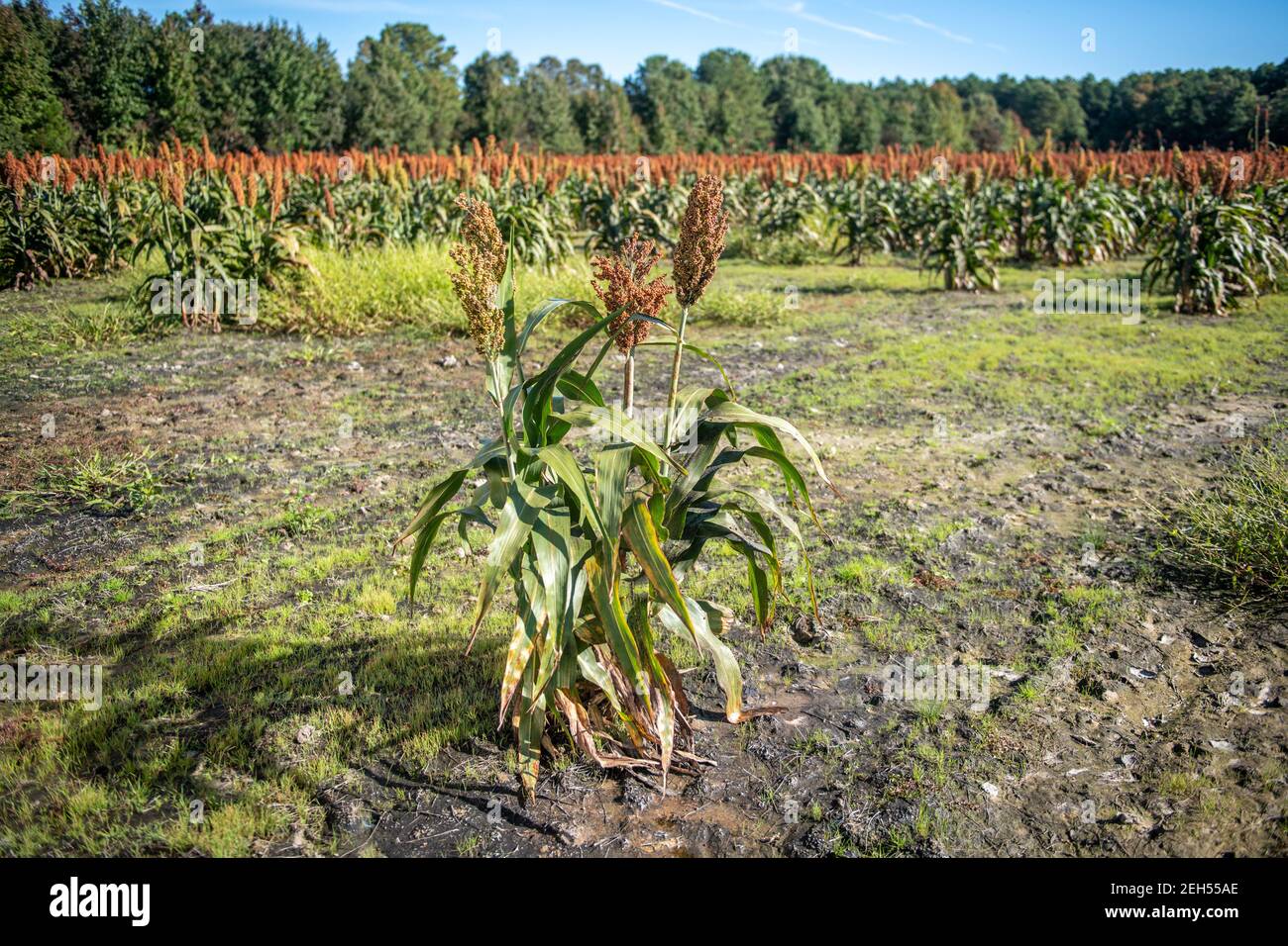 Saltwater intrusion salt damaged near Chesapeake Bay Stock Photo Alamy
