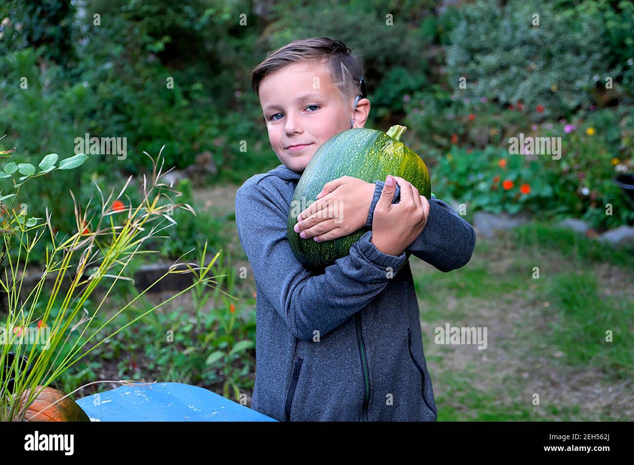 Proud happy smiling boy child kid hugging a large homegrown squash in a backyard vegetable garden in Carmarthenshire Wales UK   KATHY DEWITT Stock Photo