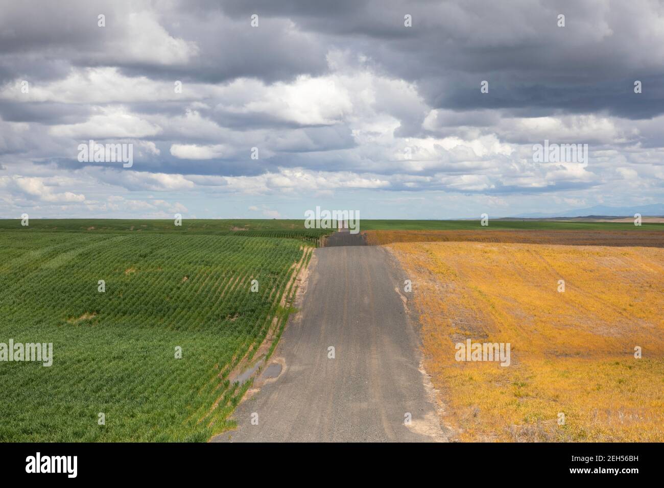 Empty rural road, Washington State, USA. Stock Photo