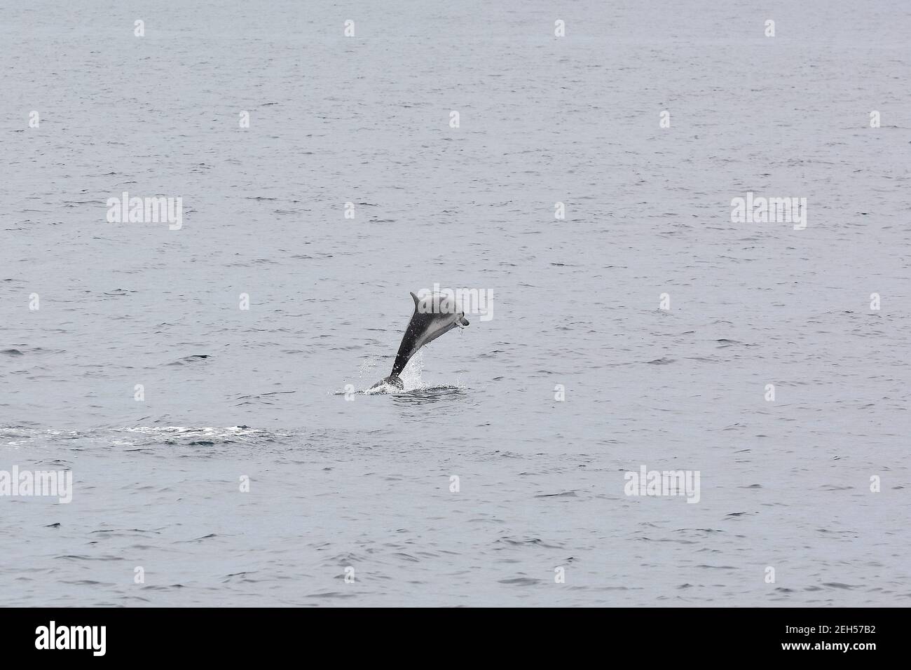 Striped dolphin, Stenella coeruleoalba, Blau-Weißer Delfin, Streifendelfin, csíkos delfin, São Miguel Island, Azores, Açores, Portugal, Europe Stock Photo