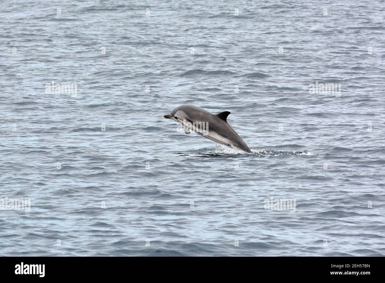 Striped dolphin, Stenella coeruleoalba, Blau-Weißer Delfin, Streifendelfin, csíkos delfin, São Miguel Island, Azores, Açores, Portugal, Europe Stock Photo