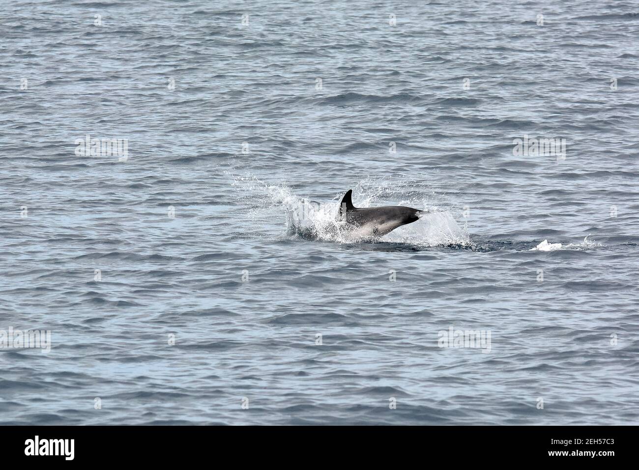 Striped dolphin, Stenella coeruleoalba, Blau-Weißer Delfin, Streifendelfin, csíkos delfin, São Miguel Island, Azores, Açores, Portugal, Europe Stock Photo