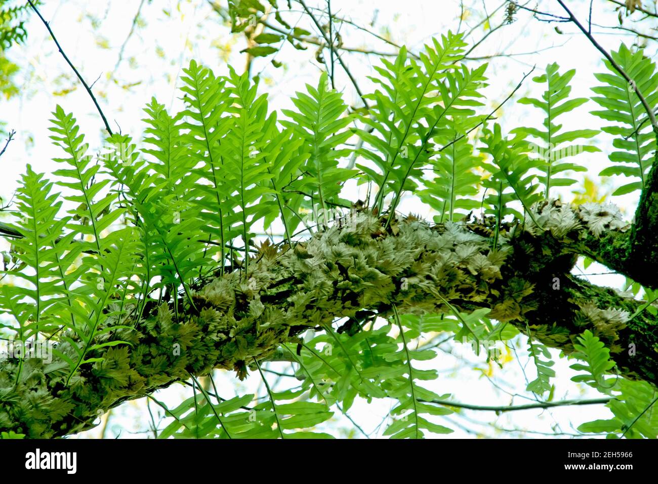 a kind of plant named drynaria, in the wild, north china Stock Photo