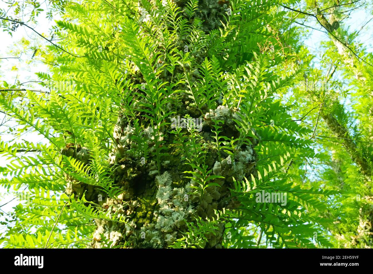 a kind of plant named drynaria, in the wild, north china Stock Photo