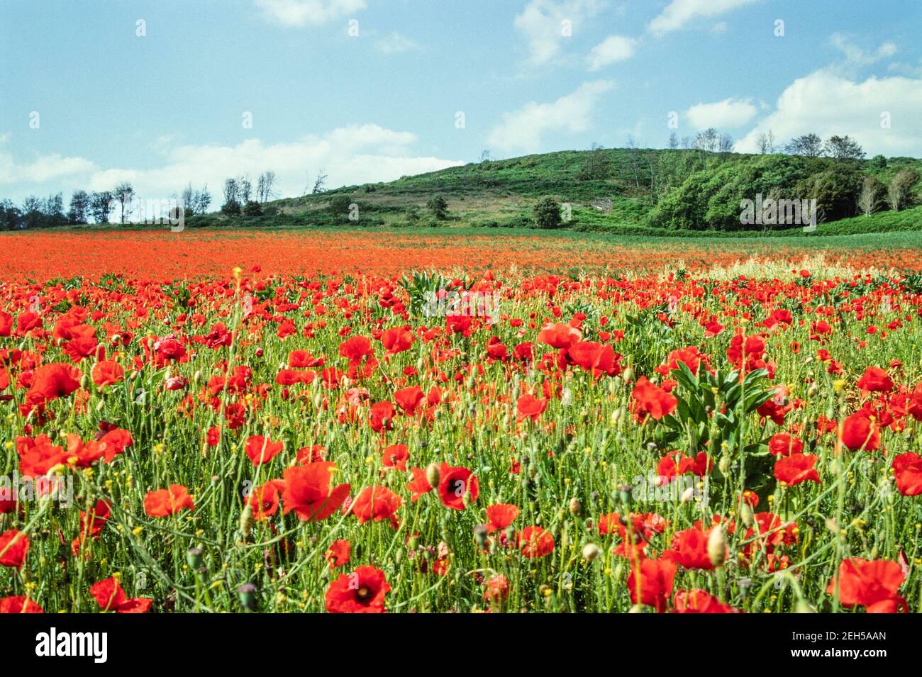 1993 England Lots of red poppies in a field England UK GB Europe. Papaver rhoeas (common names include common poppy, corn poppy, corn rose, field poppy, Flanders poppy, or red poppy) is an annual herbaceous species of flowering plant in the poppy family, Papaveraceae. This poppy is notable as an agricultural weed (hence the common names including 'corn' and 'field') and after World War I as a symbol of dead soldiers. Before the advent of herbicides, P. rhoeas sometimes was abundant in agricultural fields. Stock Photo