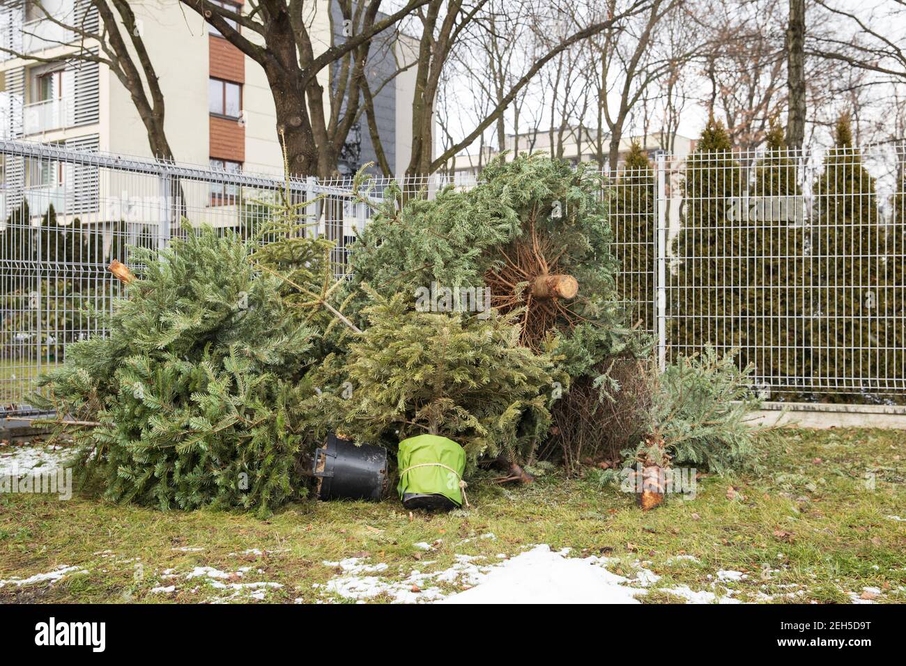 Christmas trees thrown into the trash. A Christmas tree thrown out into