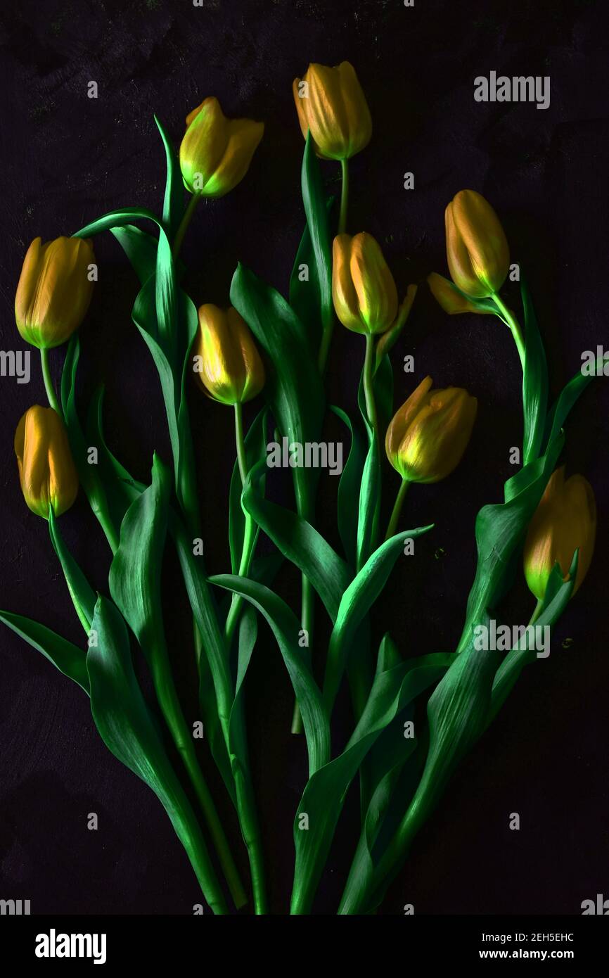 Flower Painting Black Background High Resolution Stock Photography And Images Alamy