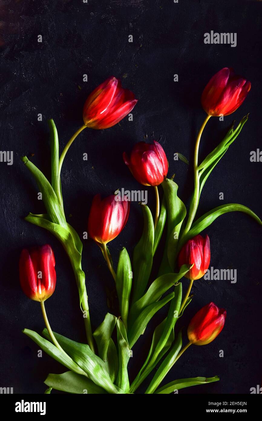 Picture of red tulips on a spell background, beautiful floral bouquet. Stock Photo
