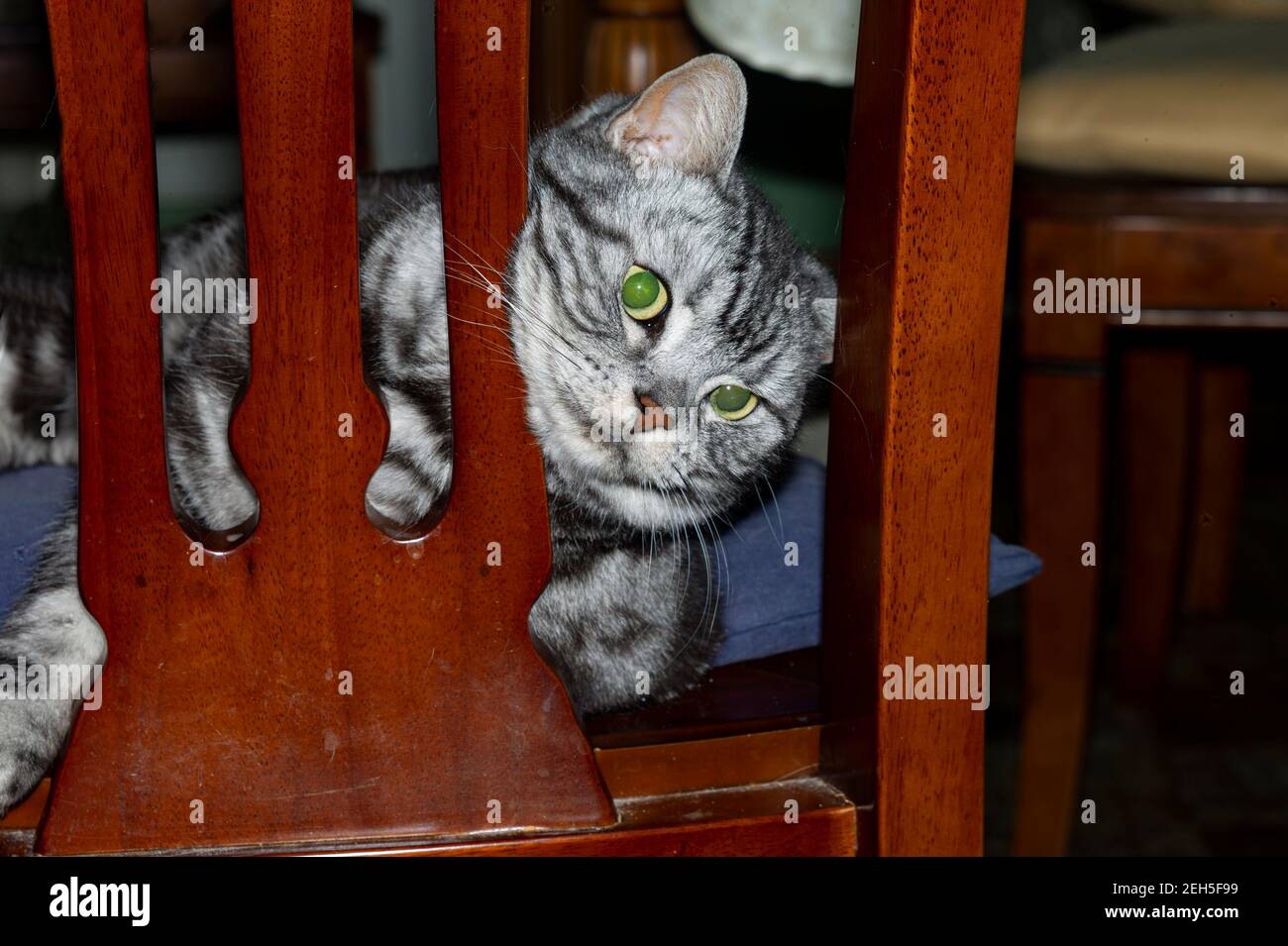 Tabbed cat in stress hiding behind a chair, indoor closeup Stock Photo