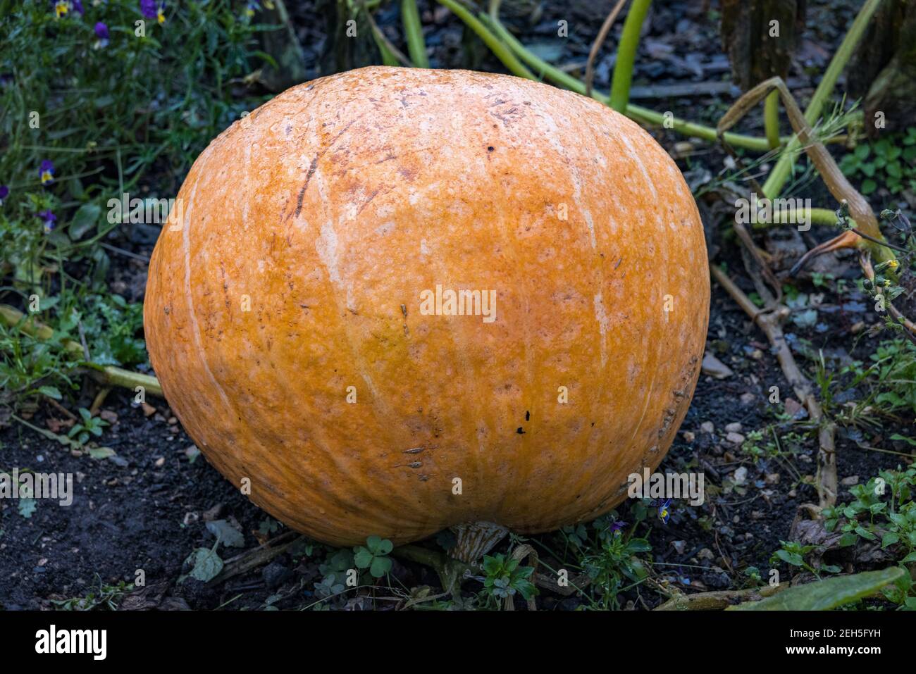 Pumpkin growing on the ground Stock Photo - Alamy