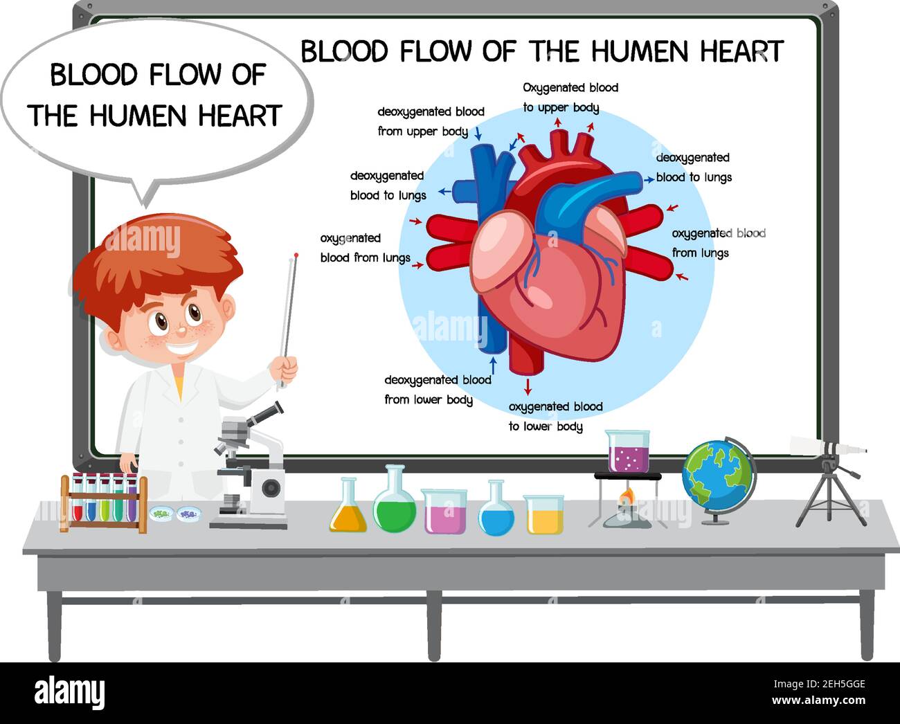 Young Doctor explaining blood flow of the human heart illustration ...