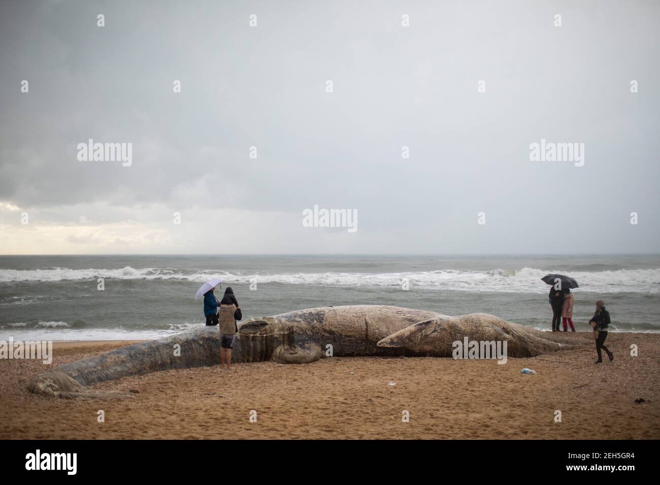 Nitzanim Reserve, Israel. 19th Feb, 2021. People observe a dead fin whale calf that washed up on a beach south of Tel Aviv. According to Israeli officials, it wasn't clear what caused the death. Credit: Ilia Yefimovich/dpa/Alamy Live News Stock Photo