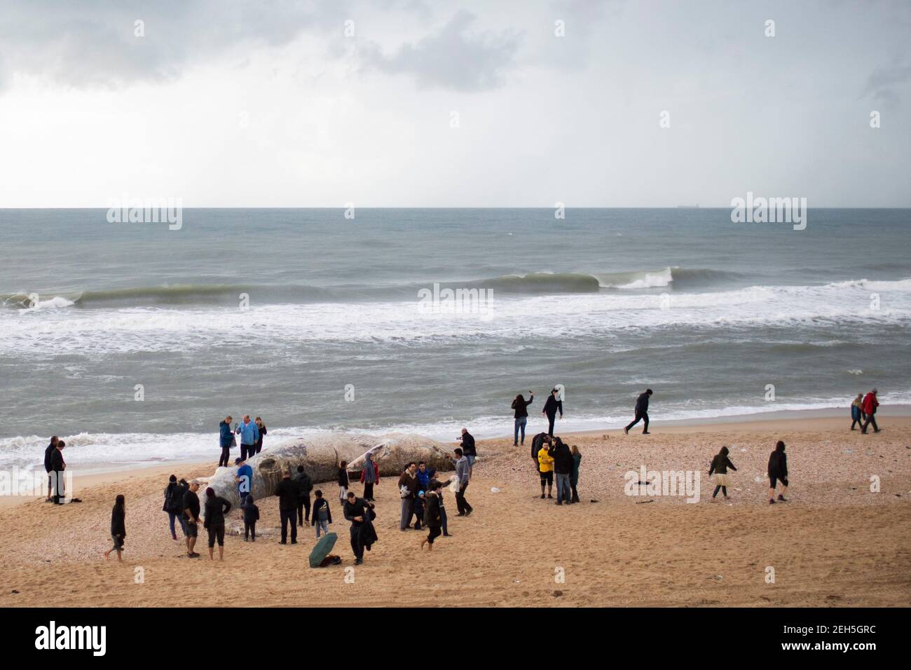 Nitzanim Reserve, Israel. 19th Feb, 2021. People gather around a dead fin whale calf that washed up on a beach south of Tel Aviv. According to Israeli officials, it wasn't clear what caused the death. Credit: Ilia Yefimovich/dpa/Alamy Live News Stock Photo