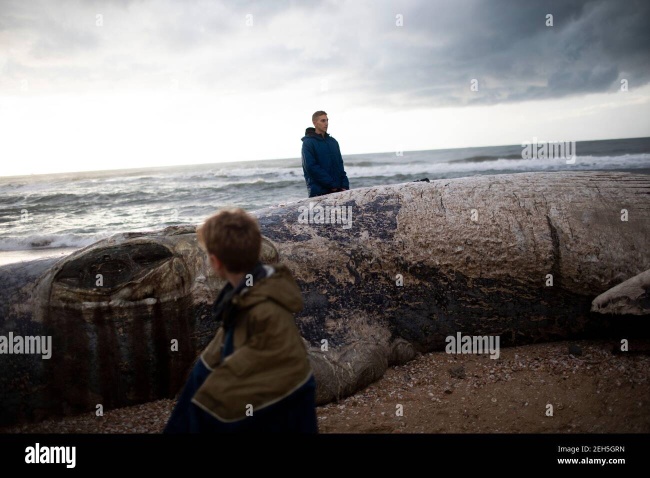 Nitzanim Reserve, Israel. 19th Feb, 2021. People observe a dead fin whale calf that washed up on a beach south of Tel Aviv. According to Israeli officials, it wasn't clear what caused the death. Credit: Ilia Yefimovich/dpa/Alamy Live News Stock Photo