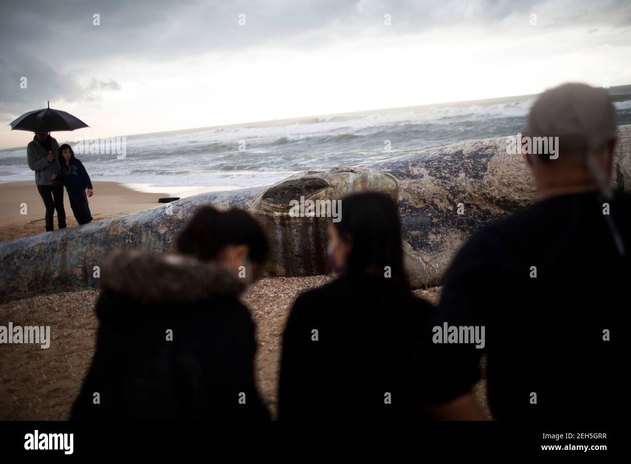 Nitzanim Reserve, Israel. 19th Feb, 2021. People observe a dead fin whale calf that washed up on a beach south of Tel Aviv. According to Israeli officials, it wasn't clear what caused the death. Credit: Ilia Yefimovich/dpa/Alamy Live News Stock Photo