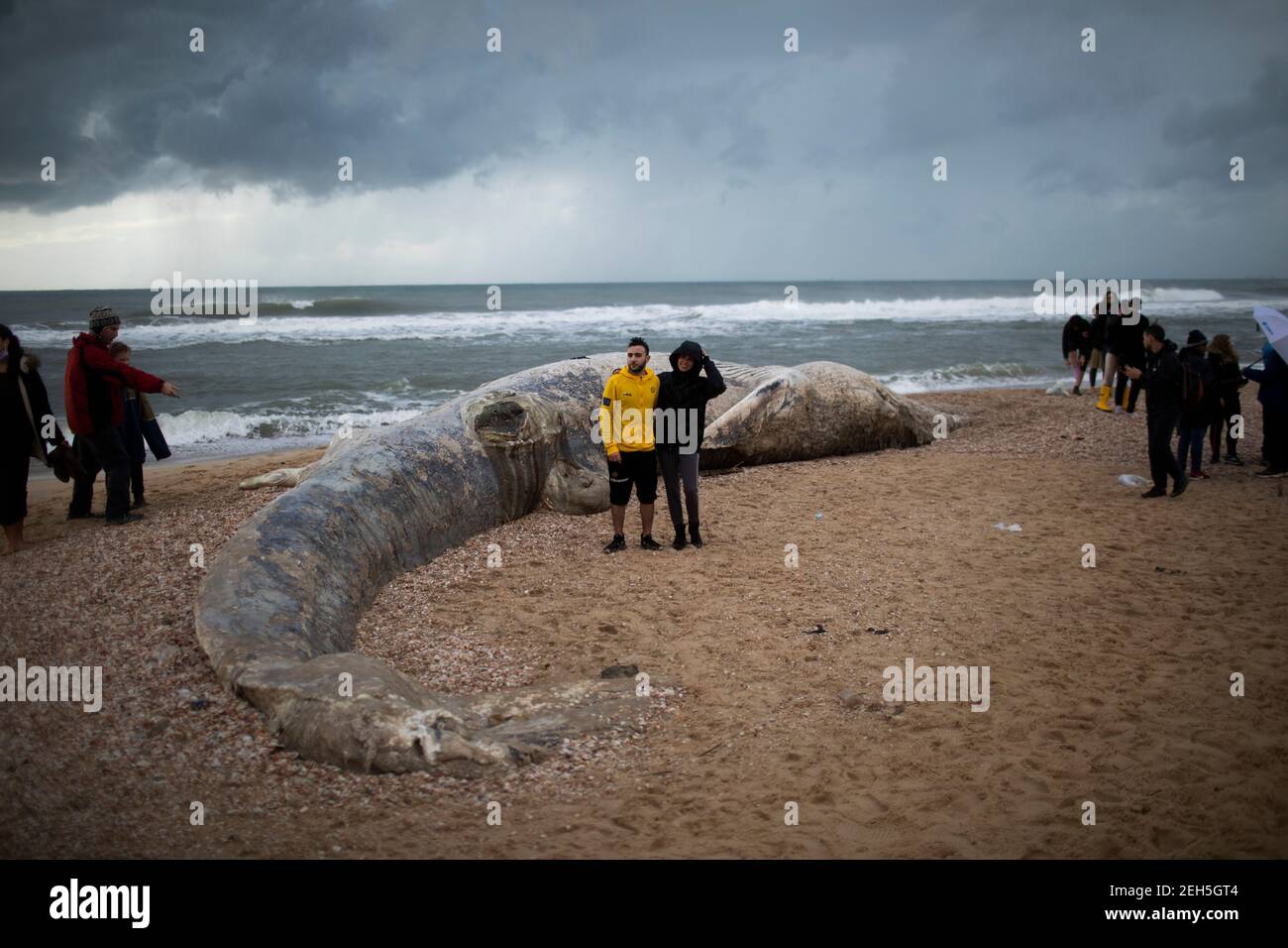 Nitzanim Reserve, Israel. 19th Feb, 2021. People gather around a dead fin whale calf that washed up on a beach south of Tel Aviv. According to Israeli officials, it wasn't clear what caused the death. Credit: Ilia Yefimovich/dpa/Alamy Live News Stock Photo