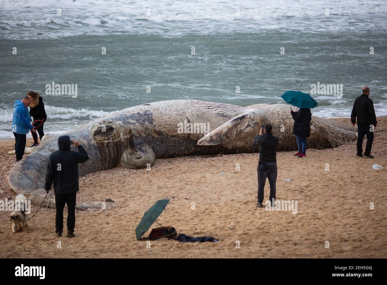 Nitzanim Reserve, Israel. 19th Feb, 2021. People gather around a dead fin whale calf that washed up on a beach south of Tel Aviv. According to Israeli officials, it wasn't clear what caused the death. Credit: Ilia Yefimovich/dpa/Alamy Live News Stock Photo