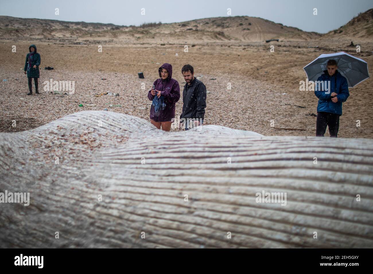 Nitzanim Reserve, Israel. 19th Feb, 2021. People observe a dead fin whale calf that washed up on a beach south of Tel Aviv. According to Israeli officials, it wasn't clear what caused the death. Credit: Ilia Yefimovich/dpa/Alamy Live News Stock Photo