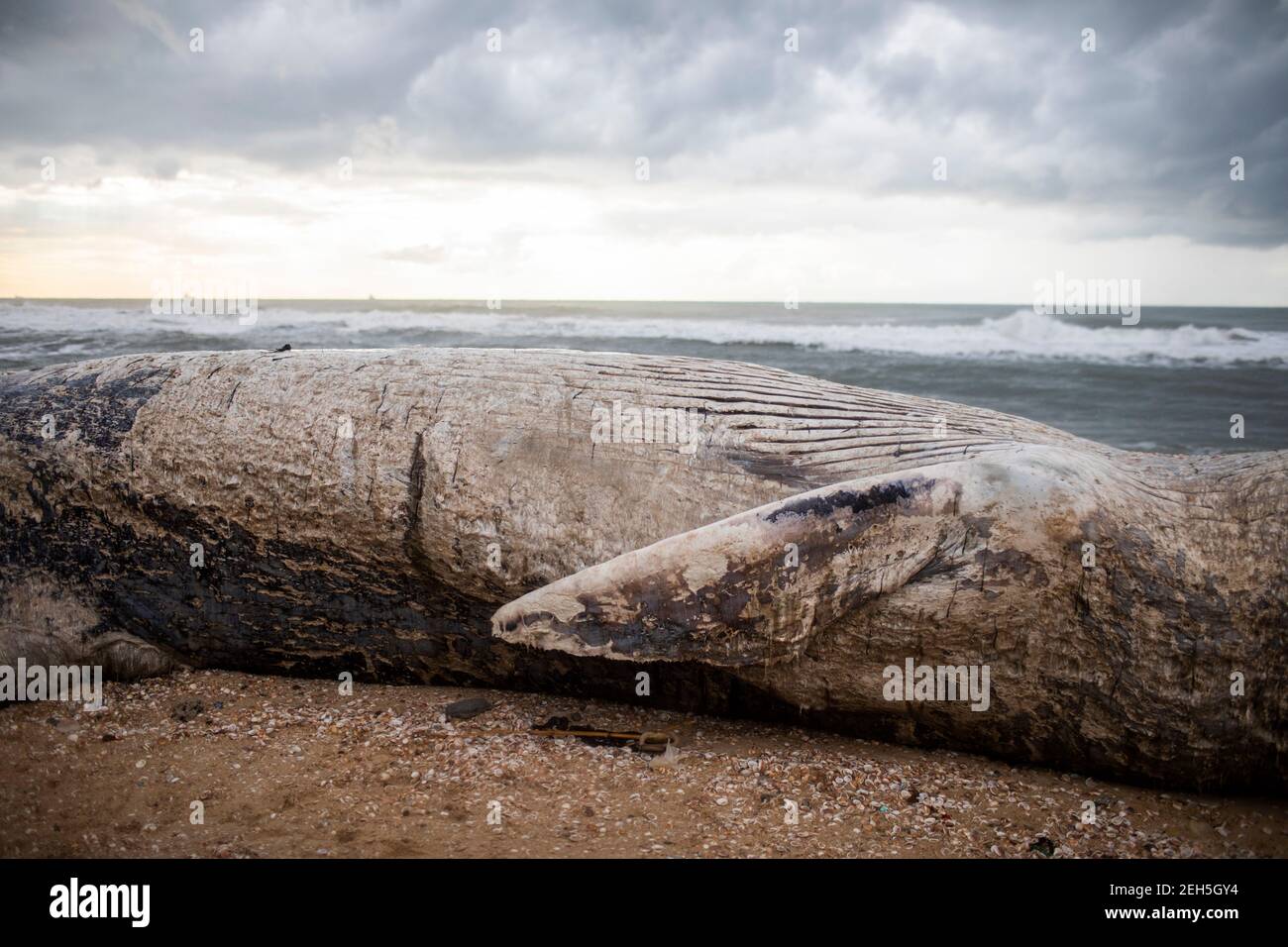 Nitzanim Reserve, Israel. 19th Feb, 2021. A general view of a dead fin whale calf that washed up on a beach south of Tel Aviv. According to Israeli officials, it wasn't clear what caused the death. Credit: Ilia Yefimovich/dpa/Alamy Live News Stock Photo