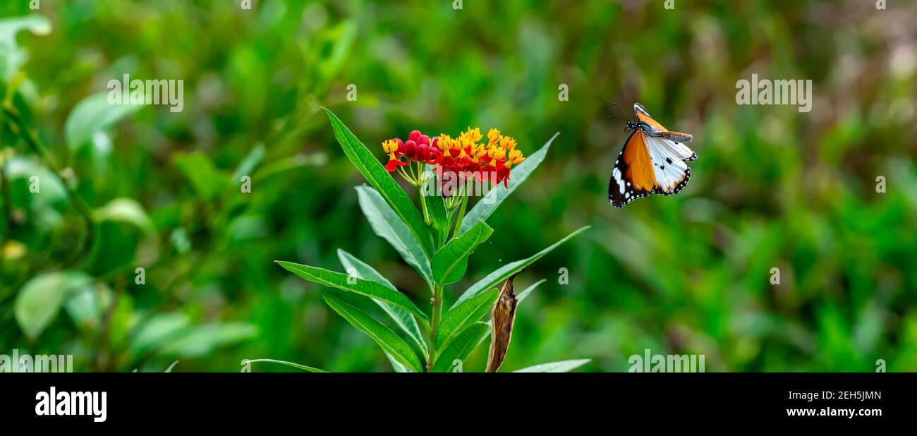 Blurry Flying Plain tiger or African monarch butterfly (Danaus chrysippus) in yellow and red flower habitat background. Beautiful Butterfly Portrait B Stock Photo
