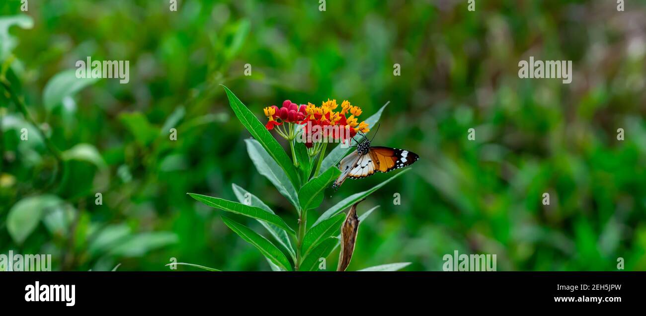 Closeup of  Plain tiger or African monarch butterfly (Danaus chrysippus) in yellow and red flower habitat background. Beautiful Butterfly Portrait Bac Stock Photo