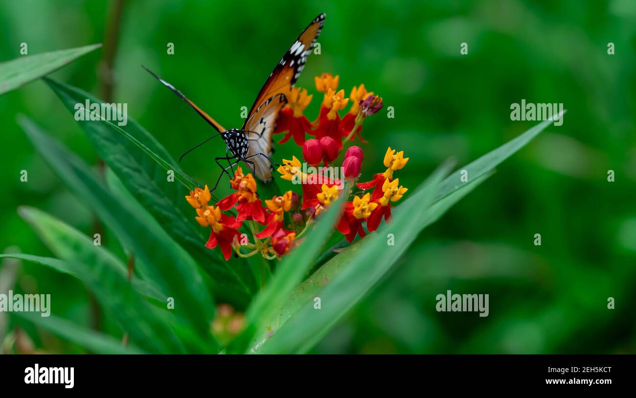 Macro shot Yellow and Red flowers with blurry Plain tiger or African monarch butterfly (Danaus chrysippus). Beauti fulflowers with Butterfly Portrait Stock Photo