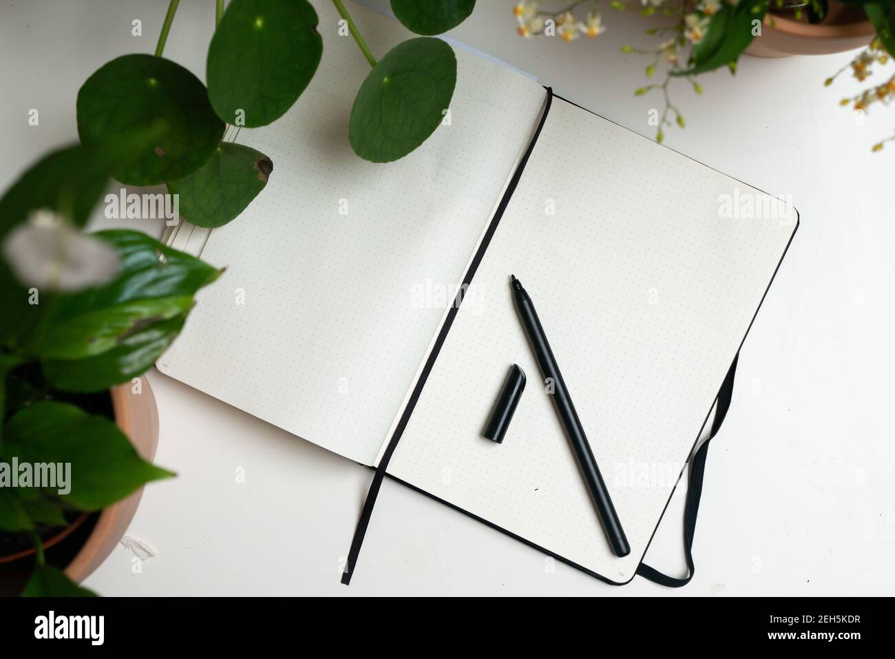 Notebook workplace flat lay white home office workplace green potted plants indoor concept notes pen journaling writing at home hobby  spring Stock Photo