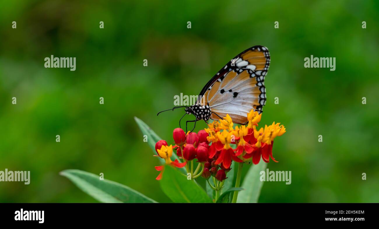 Macro shot of  Plain tiger or African monarch butterfly (Danaus chrysippus) in yellow and red flower habitat background. Beautiful Butterfly Portrait Stock Photo