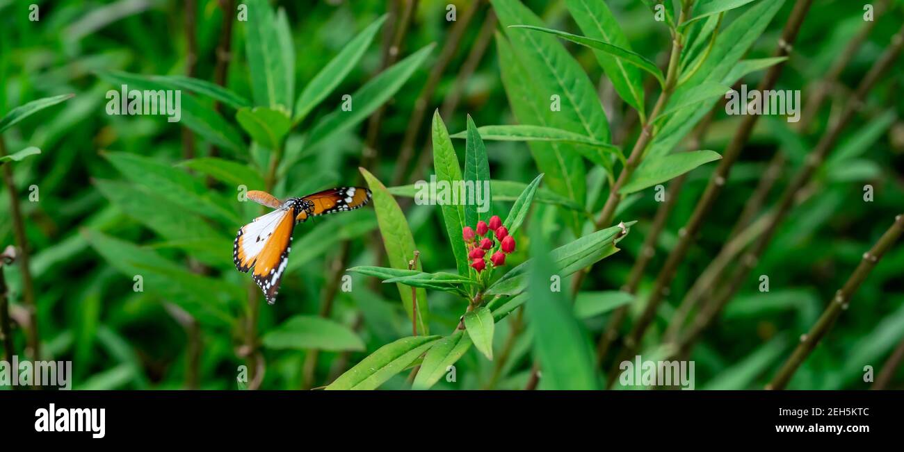 Blurry Flying Plain tiger or African monarch butterfly (Danaus chrysippus) in yellow and red flower habitat background. Beautiful Butterfly Portrait B Stock Photo