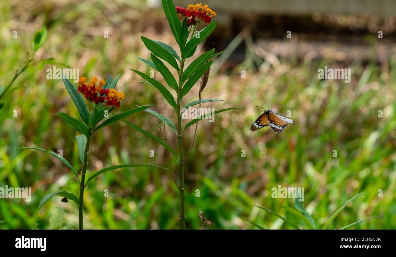 Flying Plain tiger or African monarch butterfly (Danaus chrysippus) in yellow and red flower habitat background. Beautiful Butterfly Portrait Backroun Stock Photo