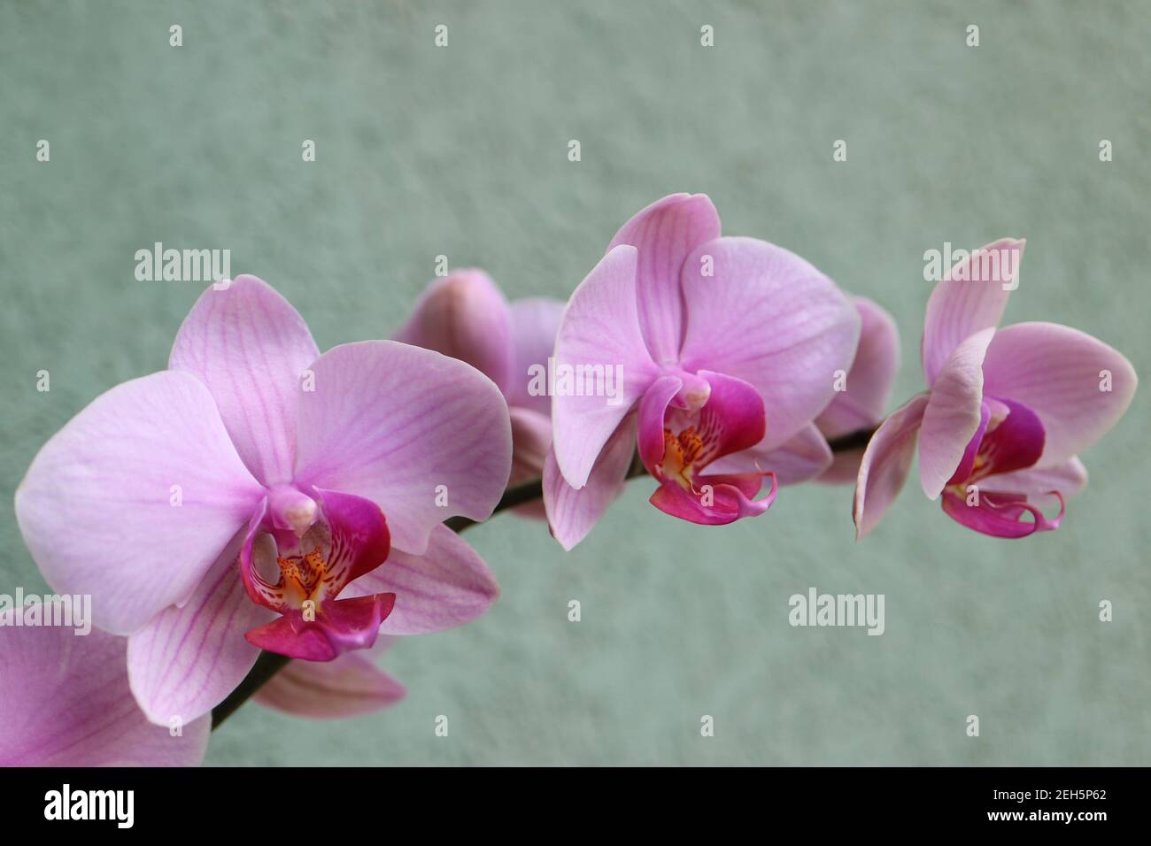 Pink Orchid with delicate petals , buds and patterns ,pink orchid macro, flower head, beauty in nature, exotic flower, macro photography, stock image Stock Photo