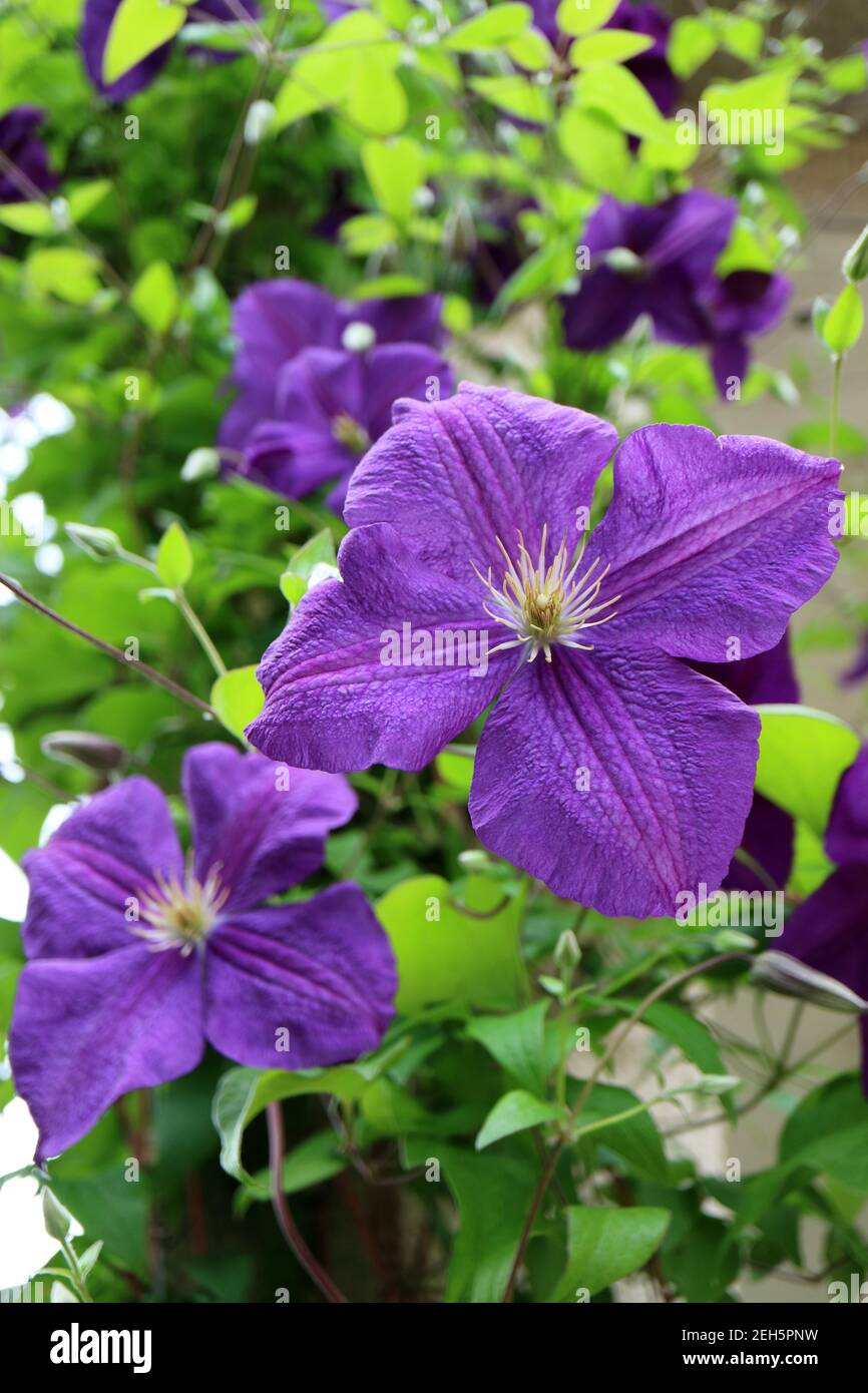 Purple Clematis with white stamens and  green leaves in the garden, clematis flower macro ,Beauty in nature, floral photo, macro photography, stock Stock Photo