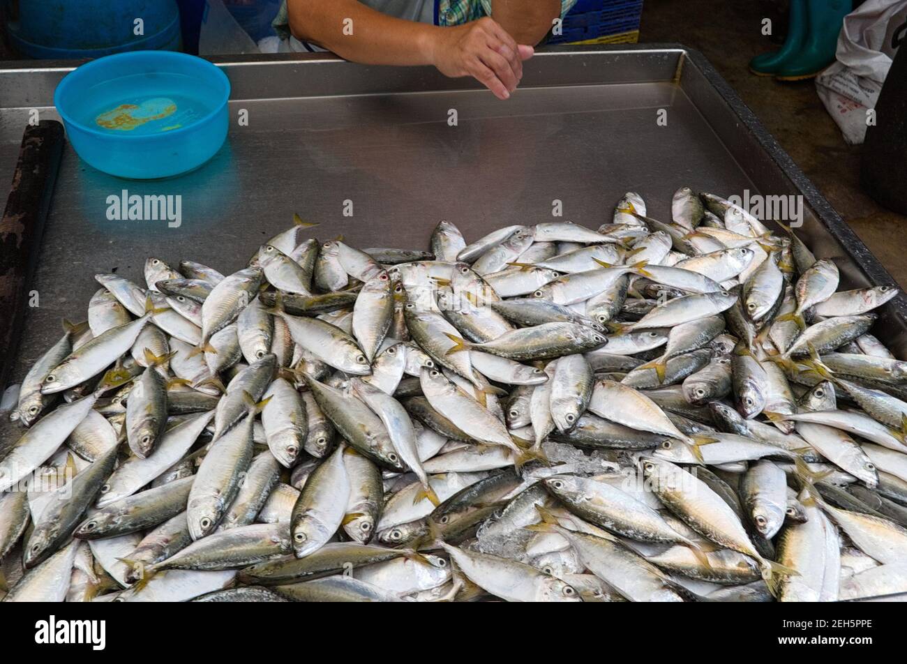 Small mackerel fish on the seafood market outdoor on the street in Samut Songkhram. Thailand. Stock Photo