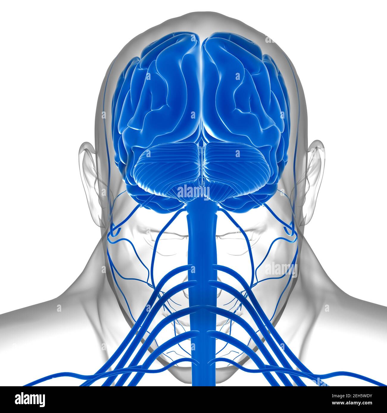 Human Brain Anatomy For Medical Concept 3D Illustration Stock Photo - Alamy